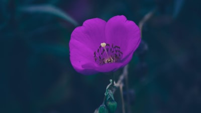 紫花特写摄影